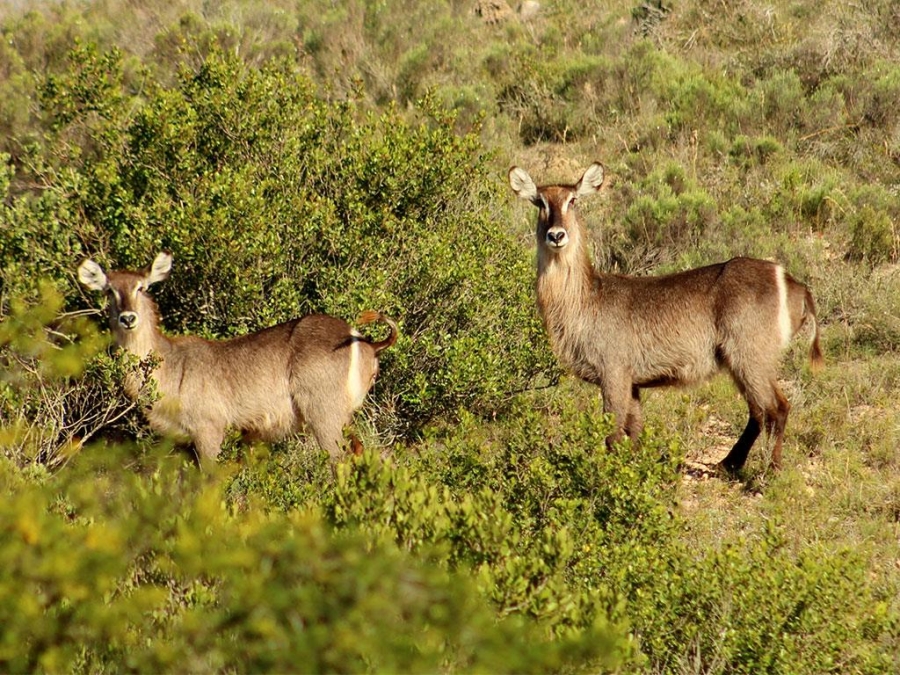 0 Bedroom Property for Sale in Outeniquasbosch Western Cape